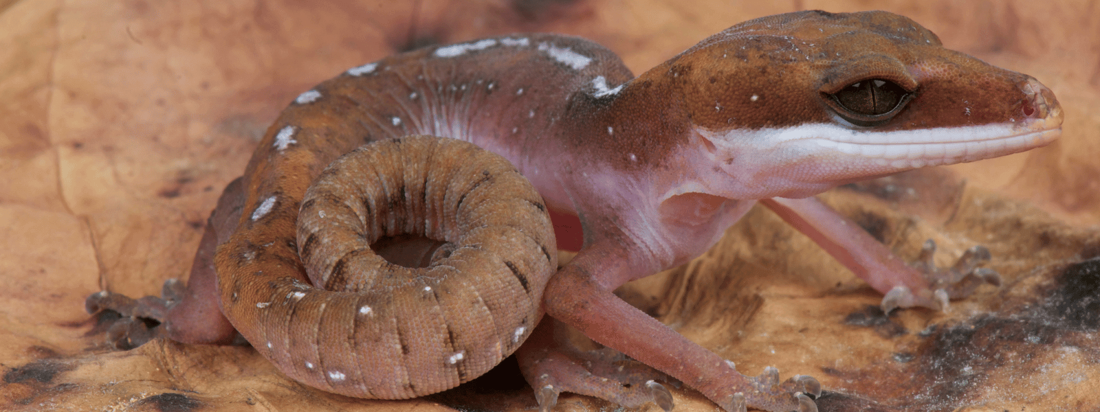 Cat Eye Gecko Care Sheet IMPERIAL REPTILES & EXOTICS