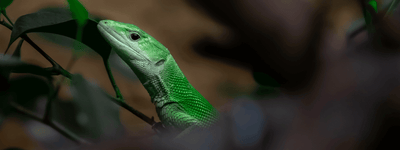 Green Keel-Bellied Lizard Care Sheet