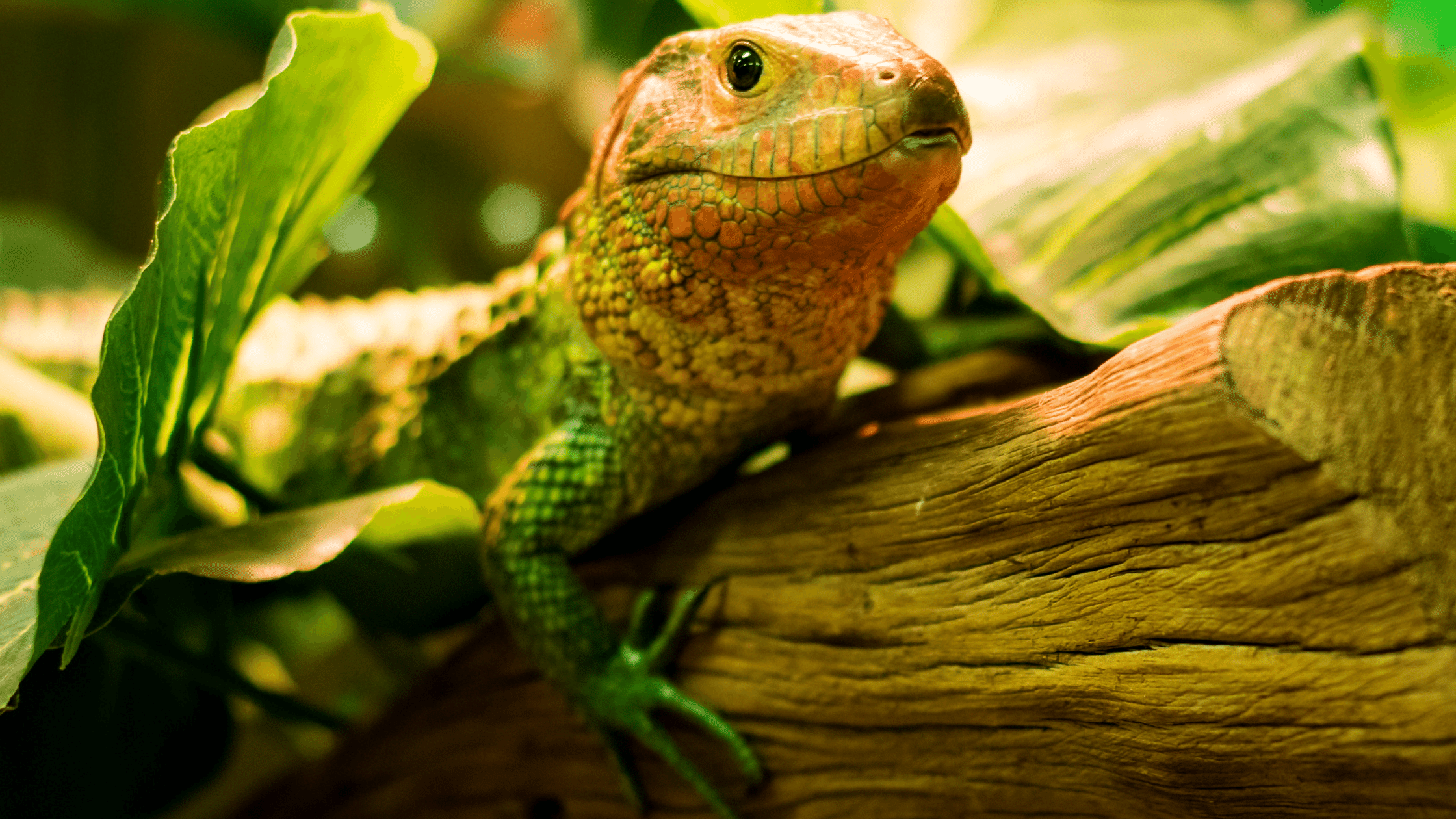Keeping Pet Reptiles IMPERIAL REPTILES & EXOTICS