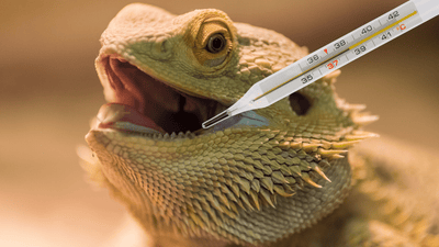 Reptile Cross Contamination and Disease Misconceptions