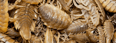 Isopod & Spring Tail Care Sheet