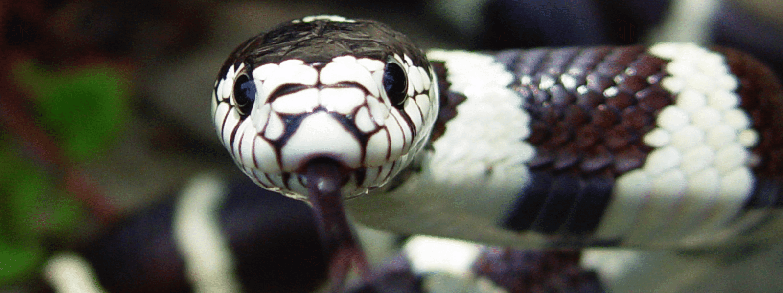 Best bedding for king snakes clearance