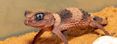 Knob-Tailed Gecko Care Sheet