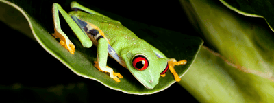 Red Eyed Tree Frog Care Sheet
