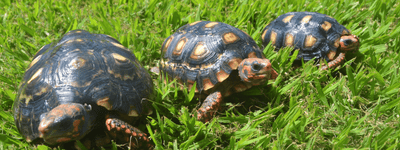 Red Foot Tortoise Care Sheet