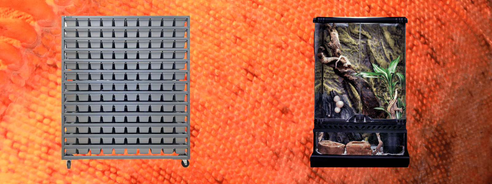 Naturalistic Enclosures vs Reptile Racks What's Better? IMPERIAL REPTILES & EXOTICS