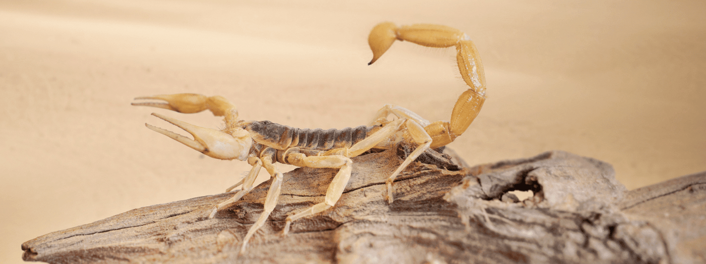 scorpion care sheet