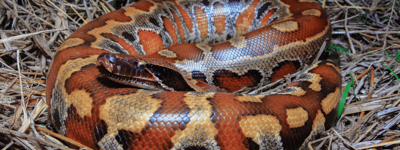 short tail python care sheet