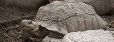 Sulcata Tortoise Care Sheet (African Spur Thigh)