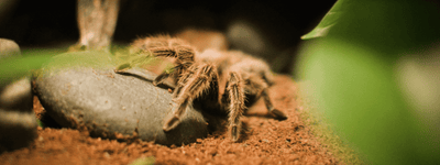 Tarantula and True Spider Care Sheet