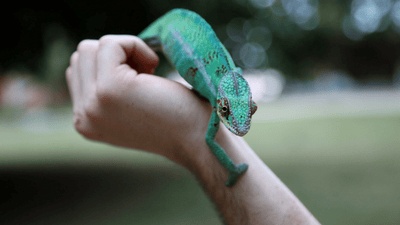 What to do When Your Reptile Arrives