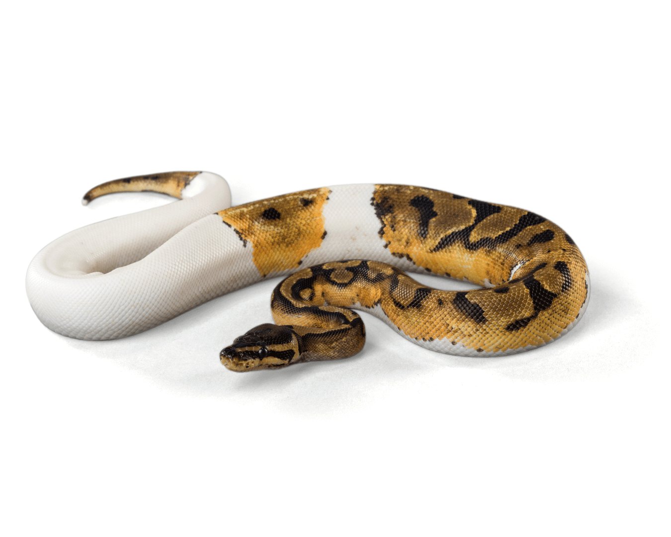 Exotic snake best sale for sale