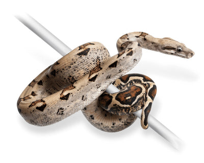 boas for sale, buy exotic reptile pets online at cheap discount prices