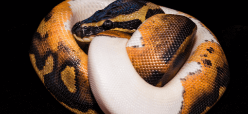 Ball Pythons For Sale - Imperial Reptiles – IMPERIAL REPTILES