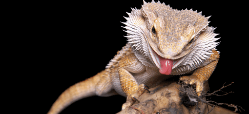 Bearded Dragons For Sale Imperial Reptiles IMPERIAL REPTILES