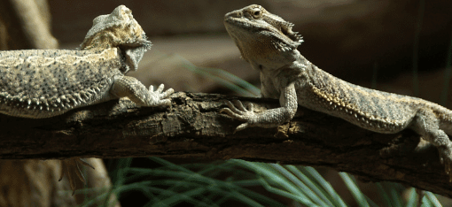 ReptiHabitat Juvenile Bearded Dragon Kit - Winchester, VA