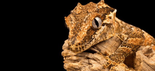 new caledonia geckos for sale