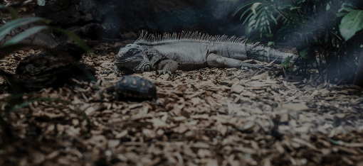 Substrate, Bedding & Media For Sale - Imperial Reptiles – IMPERIAL REPTILES  & EXOTICS