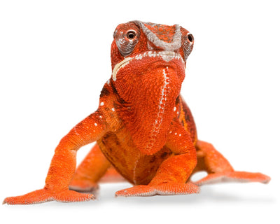 chameleons for sale, buy exotic reptiles online at cheap prices