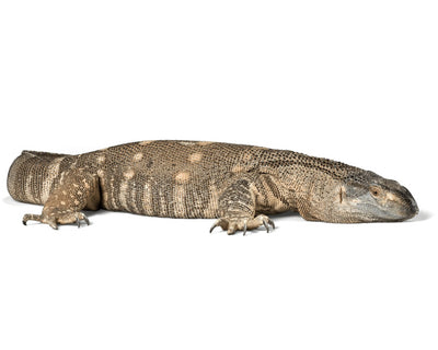 monitor lizards for sale, buy exotic reptiles online at cheap prices