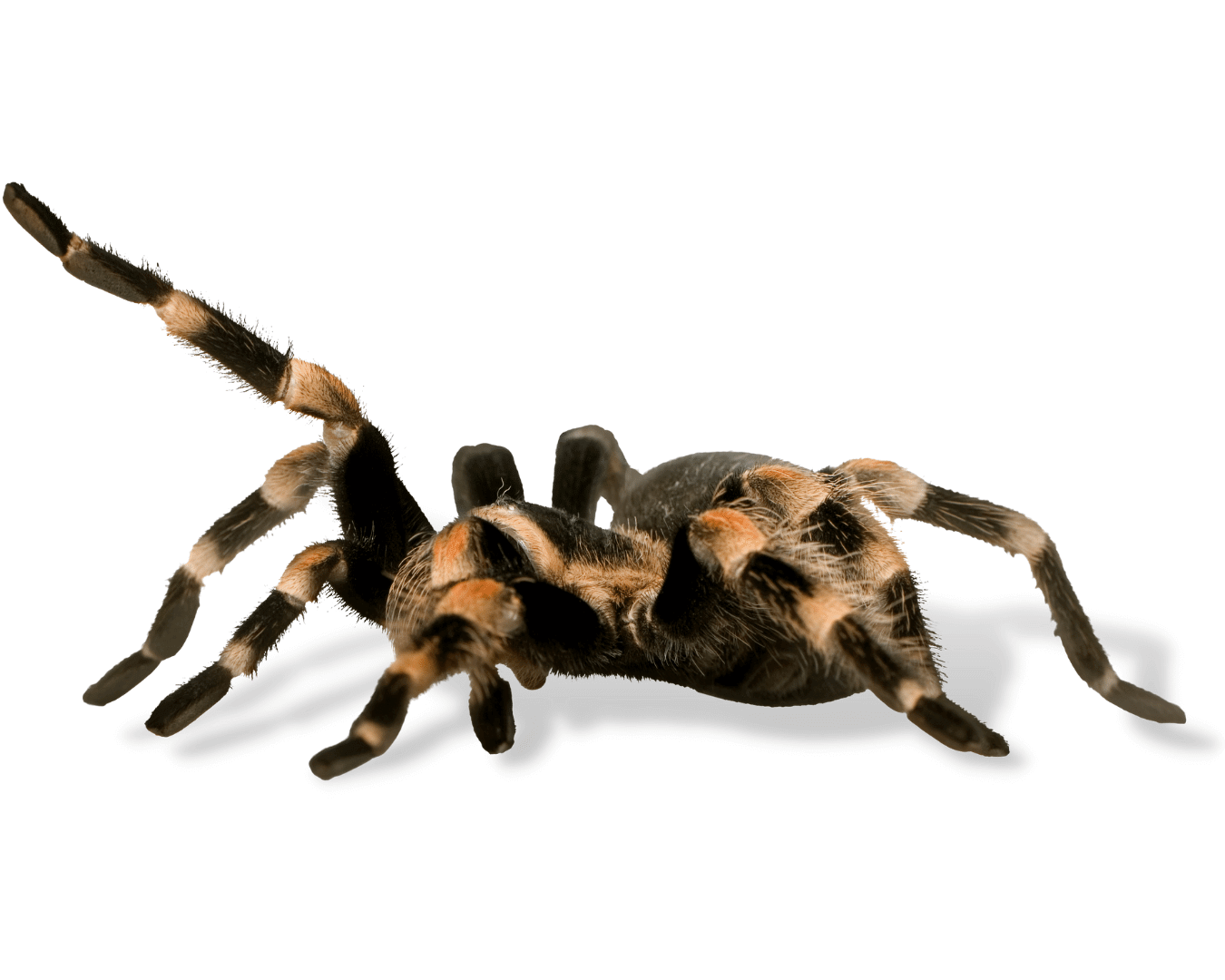 invertebrates-for-sale-imperial-reptiles-page-3-imperial-reptiles