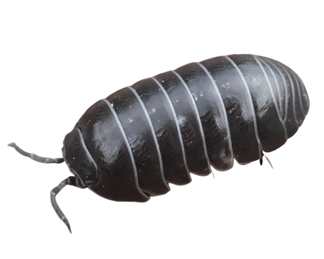 Isopods For Sale Imperial Reptiles IMPERIAL REPTILES & EXOTICS