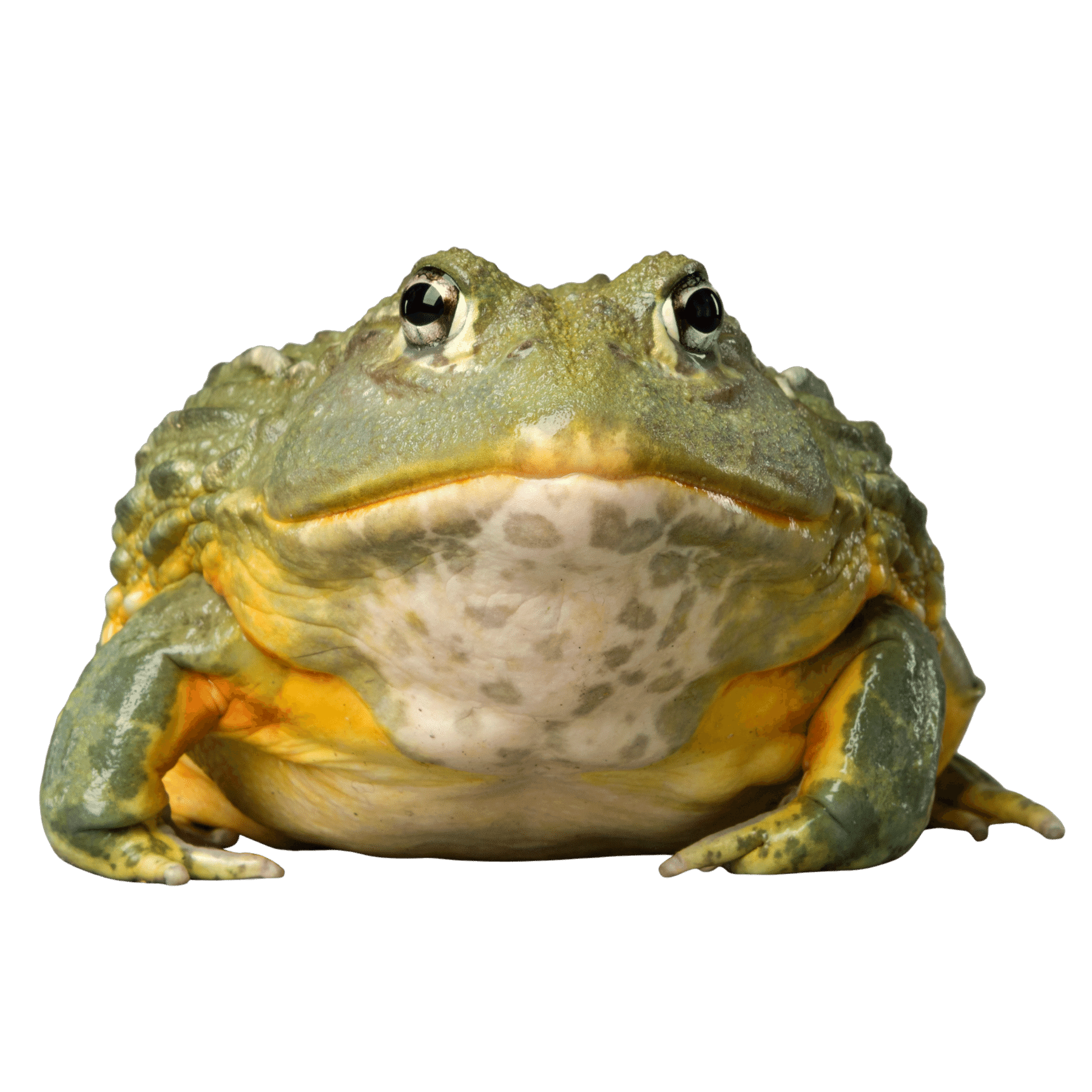 Amphibians Wholesale IMPERIAL REPTILES & EXOTICS