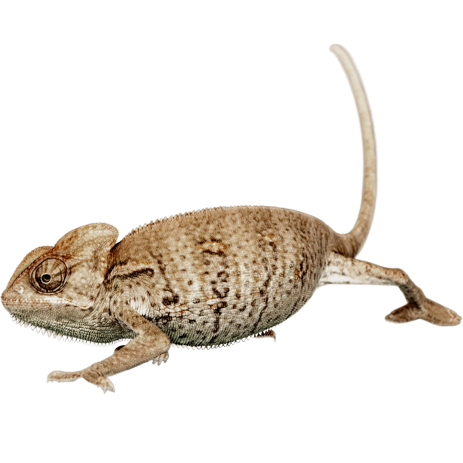 Lizard Wholesale IMPERIAL REPTILES & EXOTICS