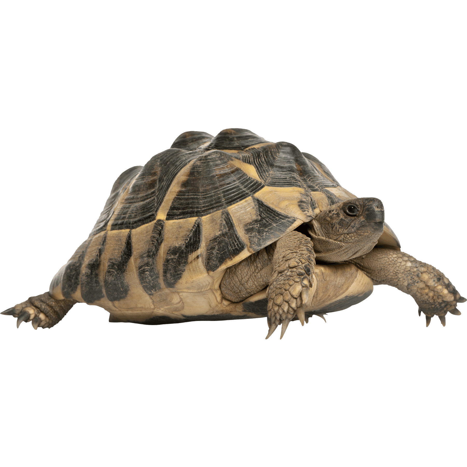 Turtles & Tortoise Wholesale IMPERIAL REPTILES & EXOTICS