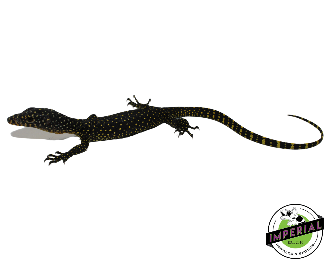 warsior mangrove monitor lizard for sale, buy reptiles online