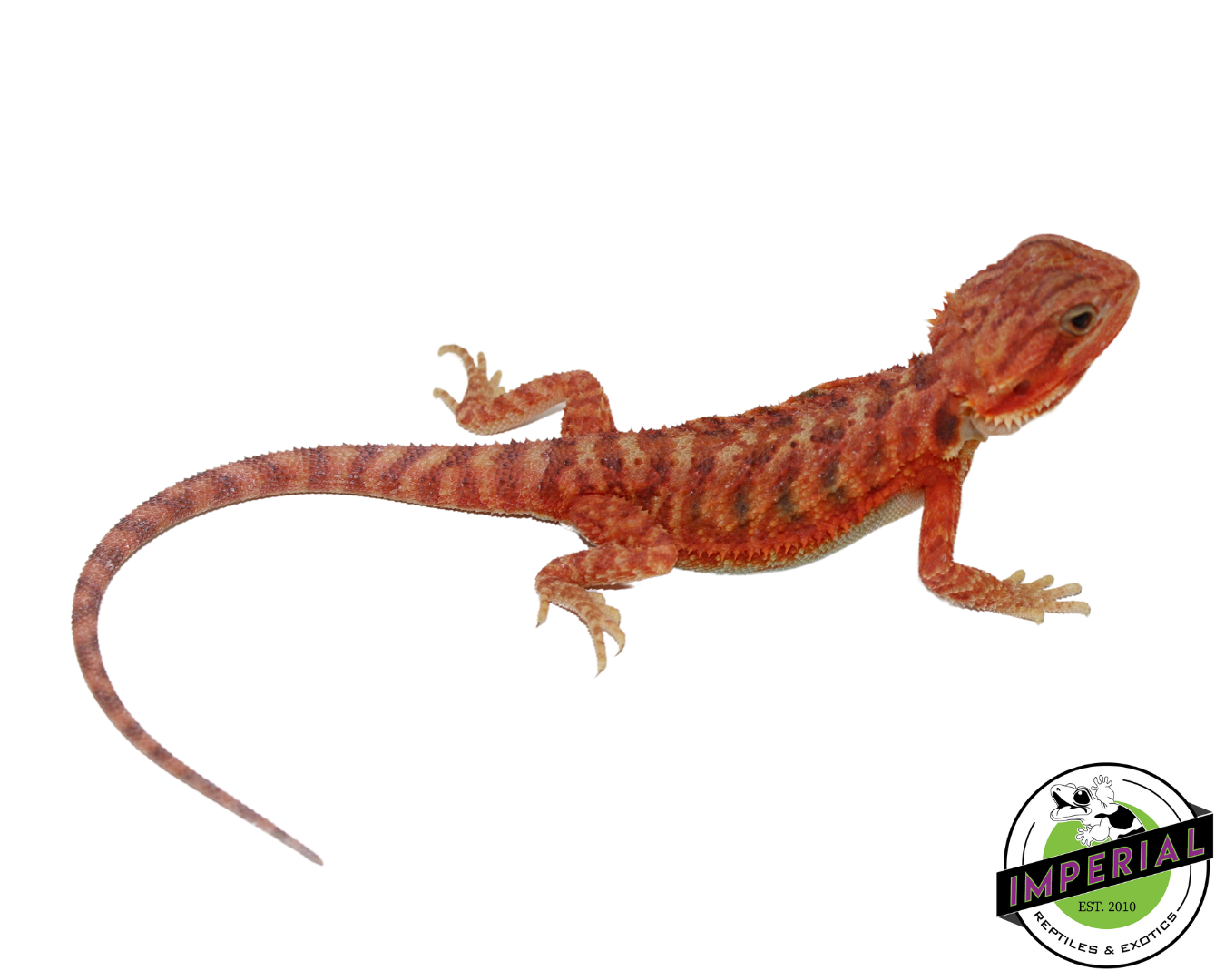 Extreme Red Hypo Translucent Bearded Dragon For Sale Imperial Reptiles IMPERIAL REPTILES EXOTICS