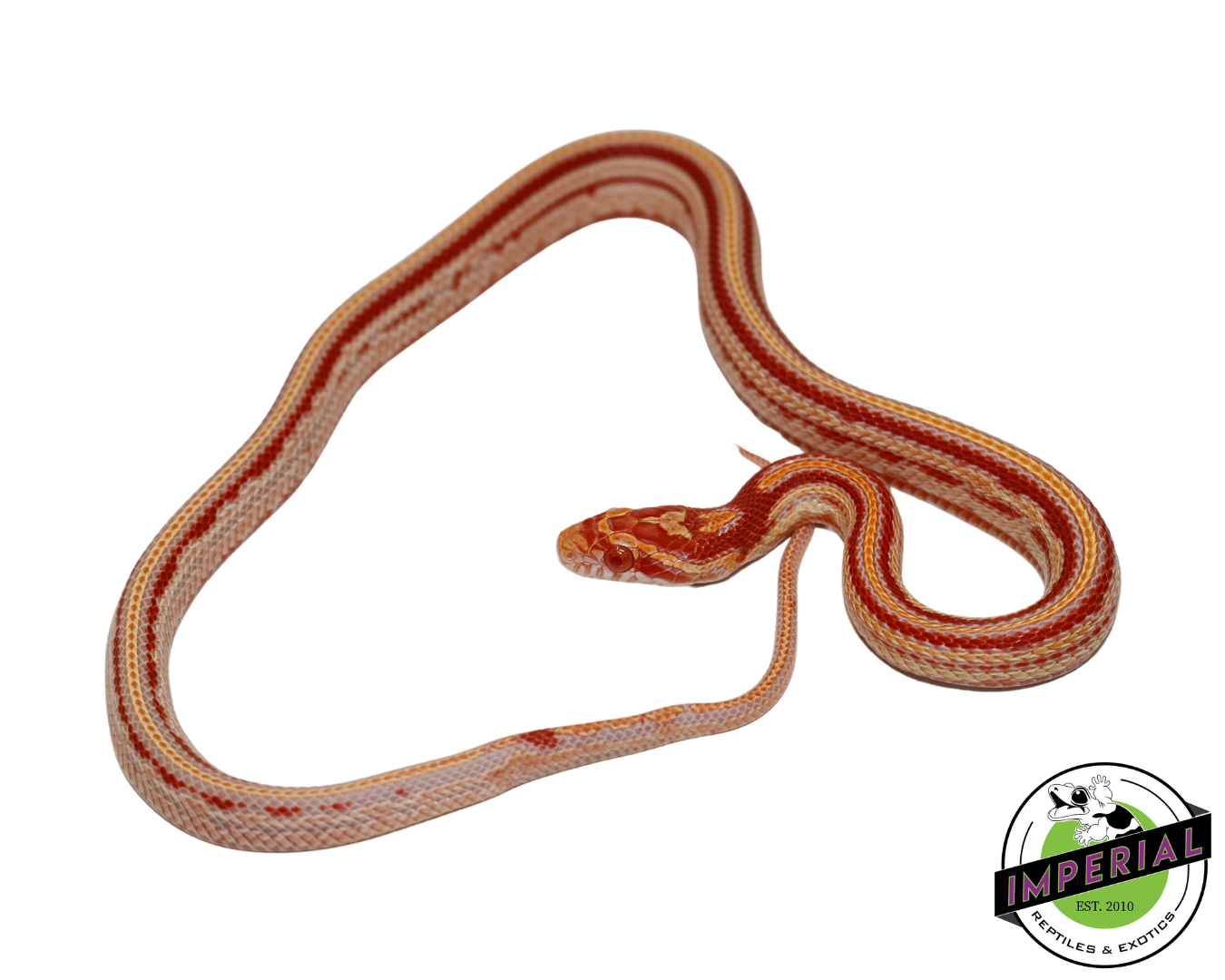 Reverse Okeetee Tessera Corn Snake Male For Sale - Imperial