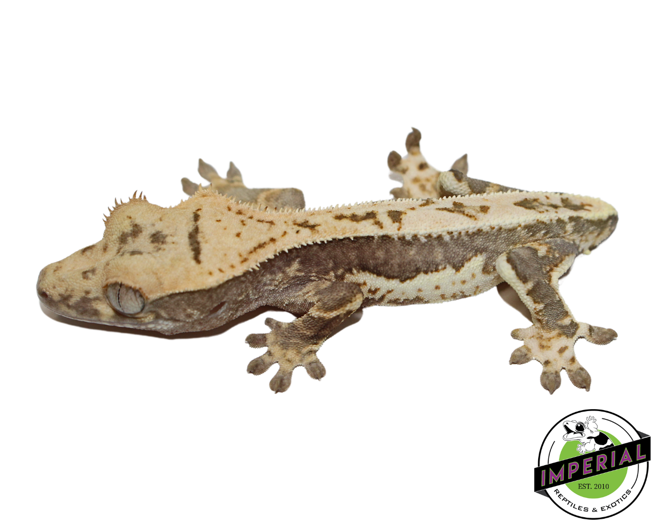 lily white crested gecko price Lilly White Crested Gecko For Sale