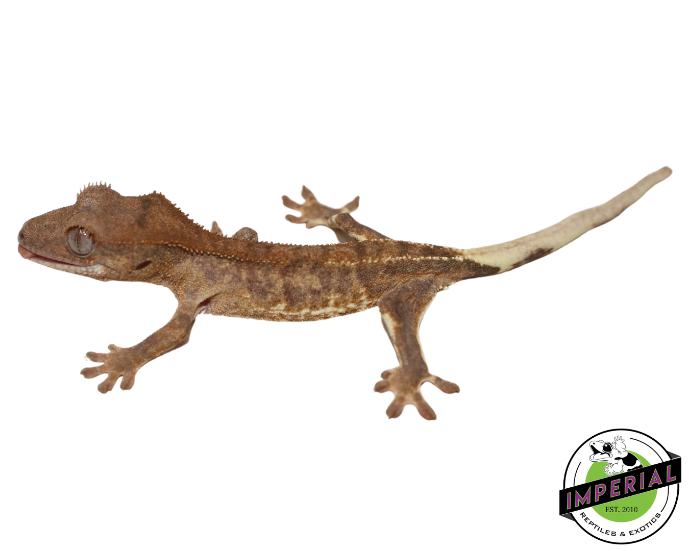 Imperial Reptiles Online Reptile Pet Store Lilly White Crested