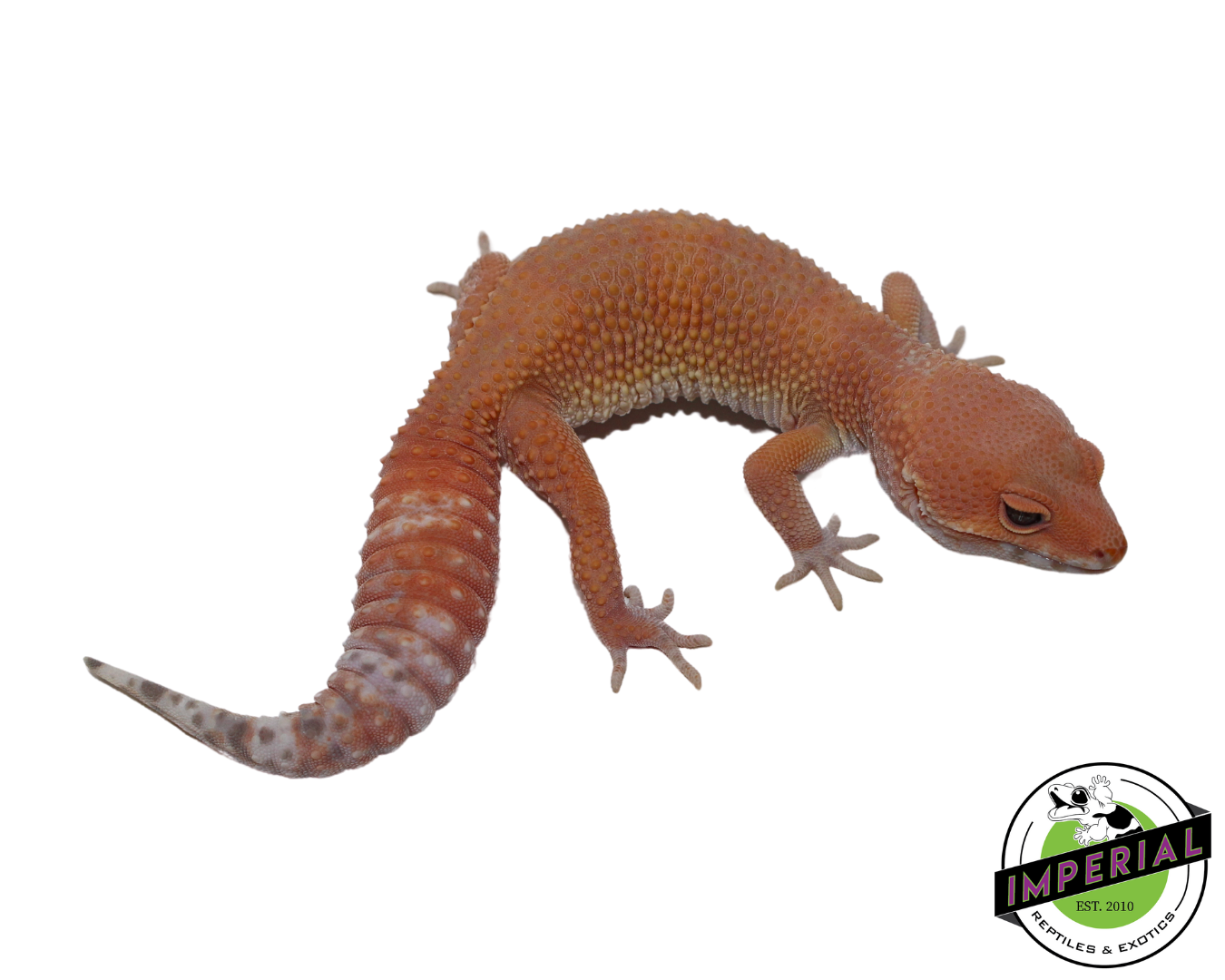 Sunglow Leopard Gecko Adult For Sale - Imperial Reptiles – IMPERIAL ...