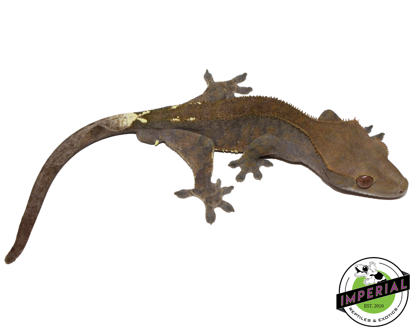 Cappuccino Crested Gecko for sale, reptiles for sale, buy reptiles online