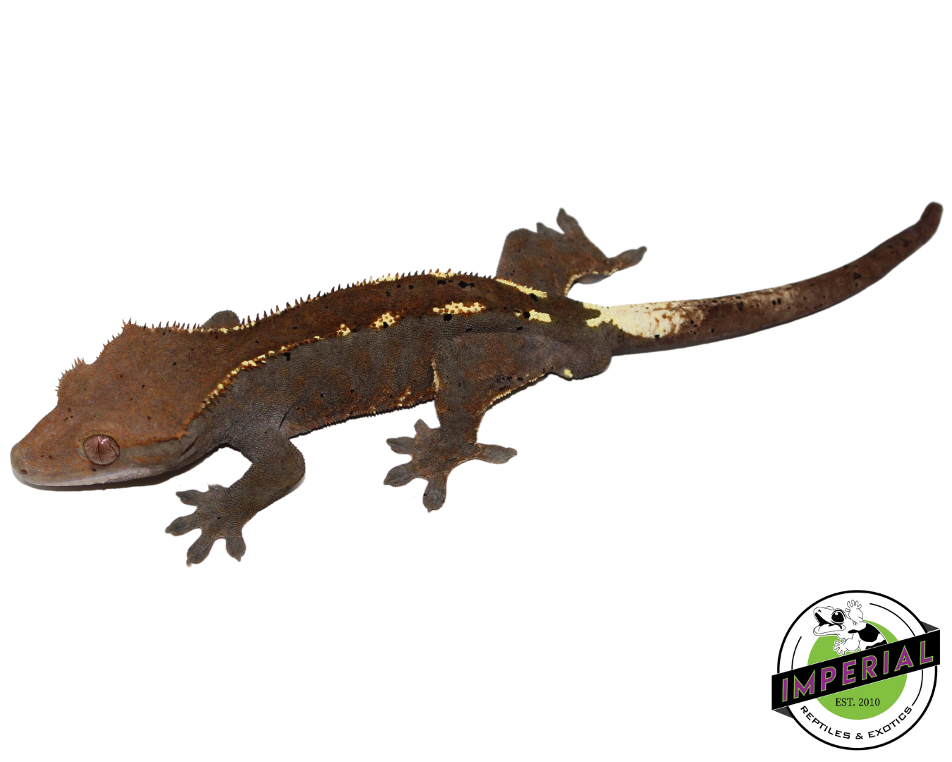 Cappuccino Crested Gecko for sale, reptiles for sale, buy reptiles online