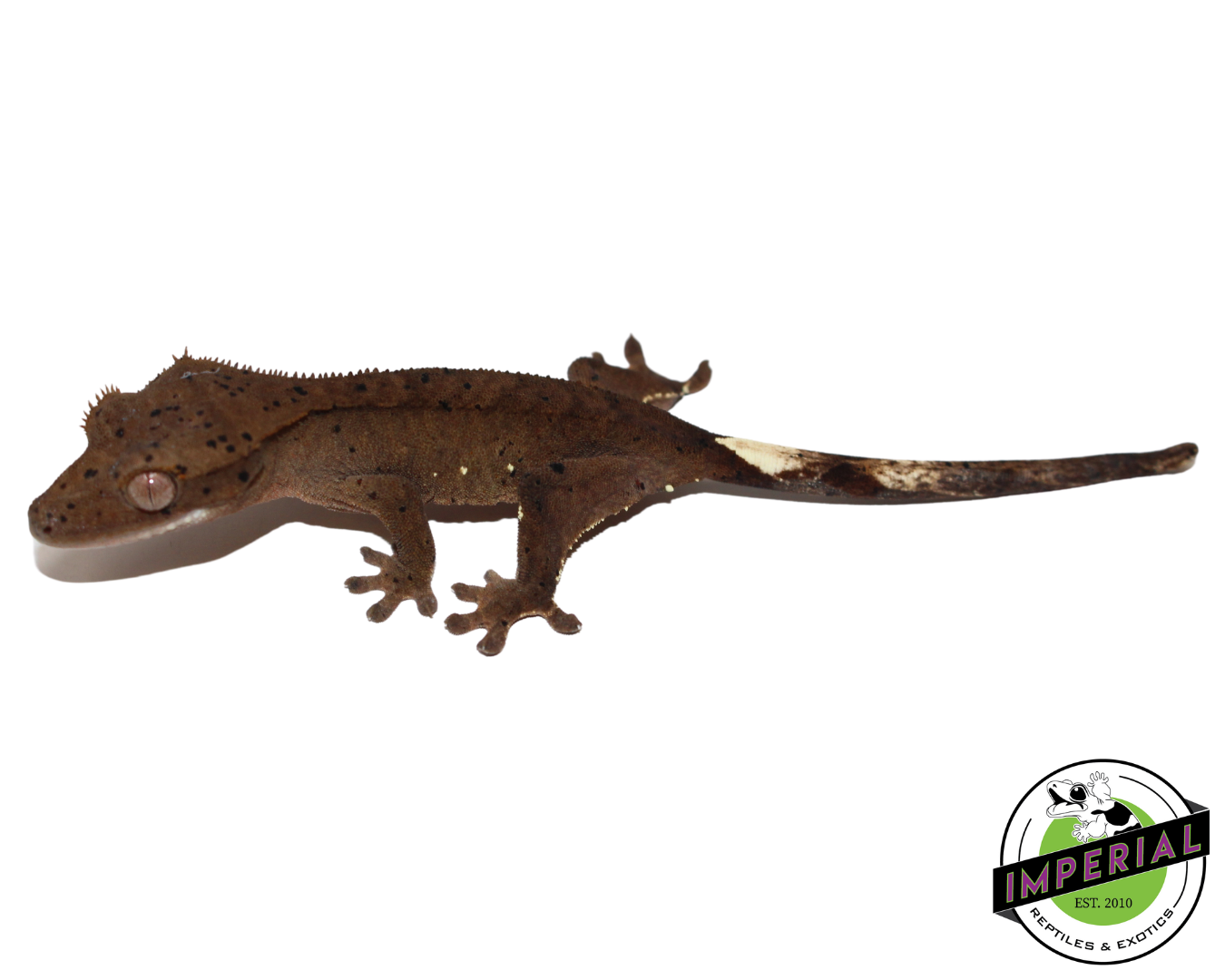 Super Dalmatian Crested Gecko for sale, reptiles for sale, buy reptiles online