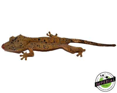 Super Dalmatian Crested Gecko for sale, reptiles for sale, buy reptiles online