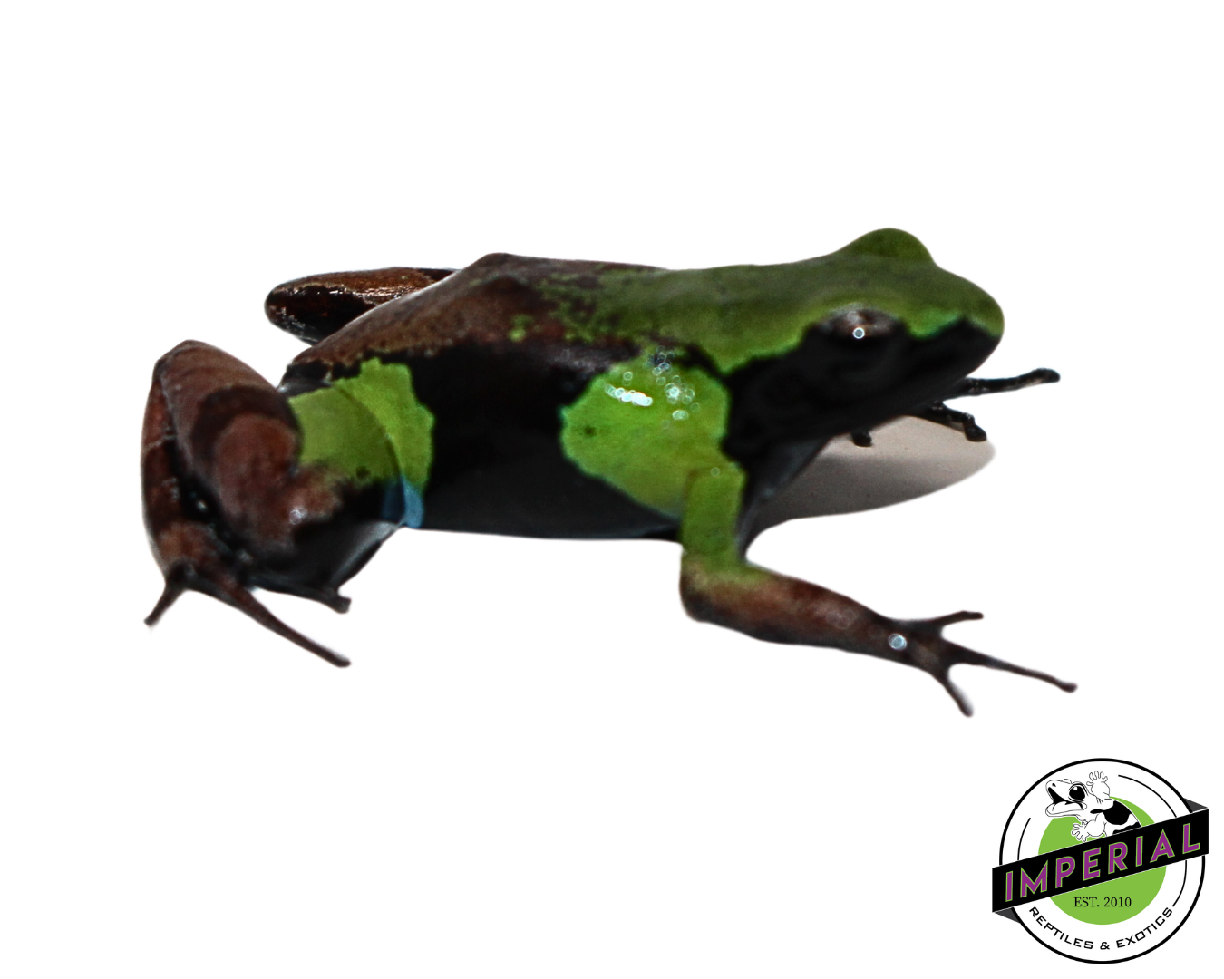 Green and Black Mantella for sale, reptiles for sale, buy reptiles online