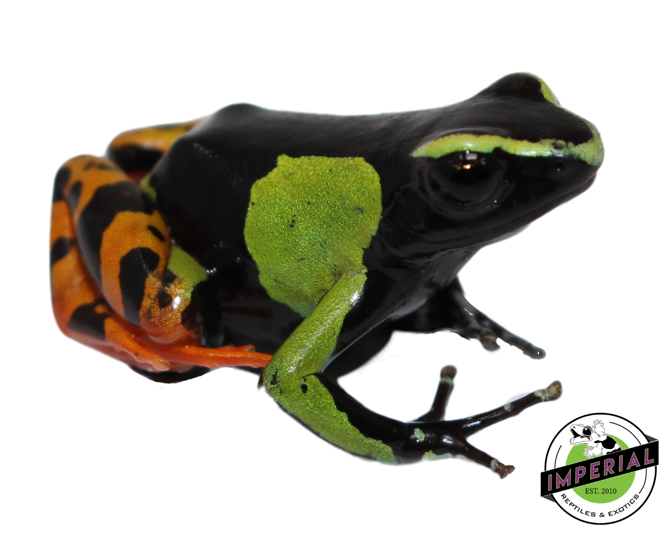 Painted Mantella for sale, reptiles for sale, buy reptiles online