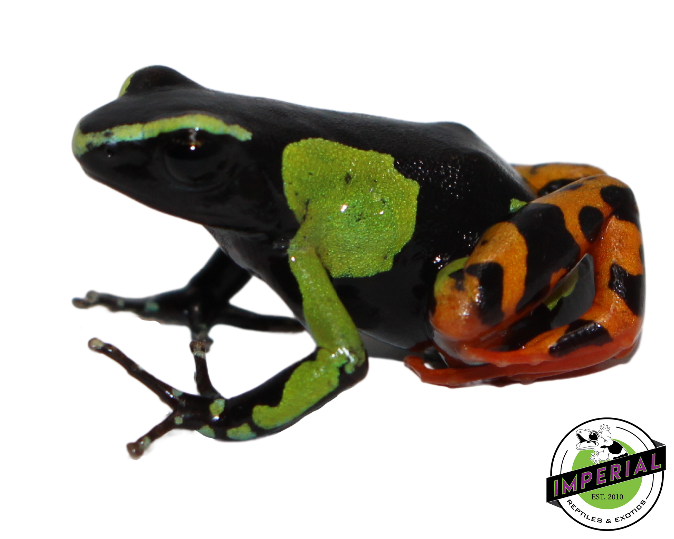 Painted Mantella for sale, reptiles for sale, buy reptiles online