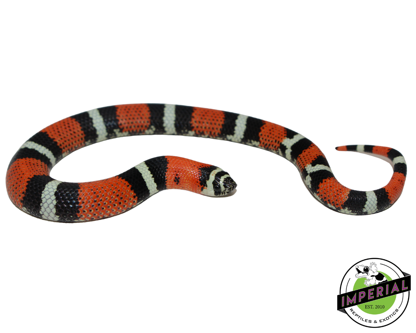 Tri Color Hognose Snake for sale, reptiles for sale, buy reptiles online