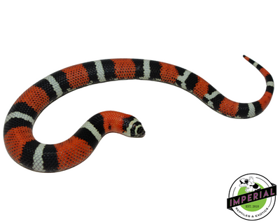 Tri Color Hognose Snake for sale, reptiles for sale, buy reptiles online