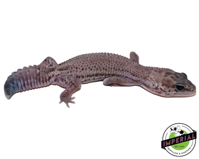 oreo patternless african fat tail gecko for sale, reptiles for sale, buy animals online
