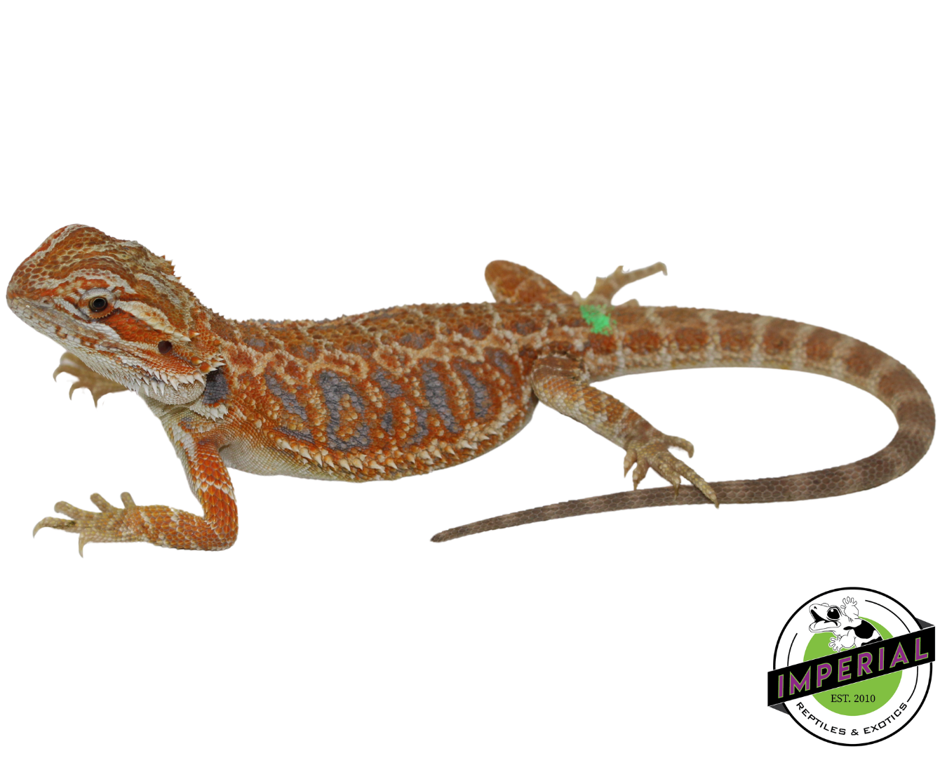 Hypo tiger bearded dragon for sale, reptiles for sale, buy animals online