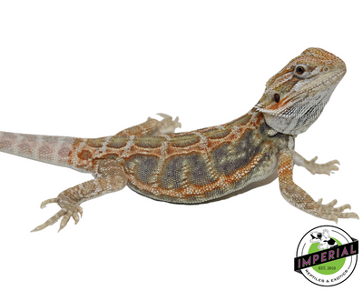 Hypo tiger bearded dragon for sale, reptiles for sale, buy animals online