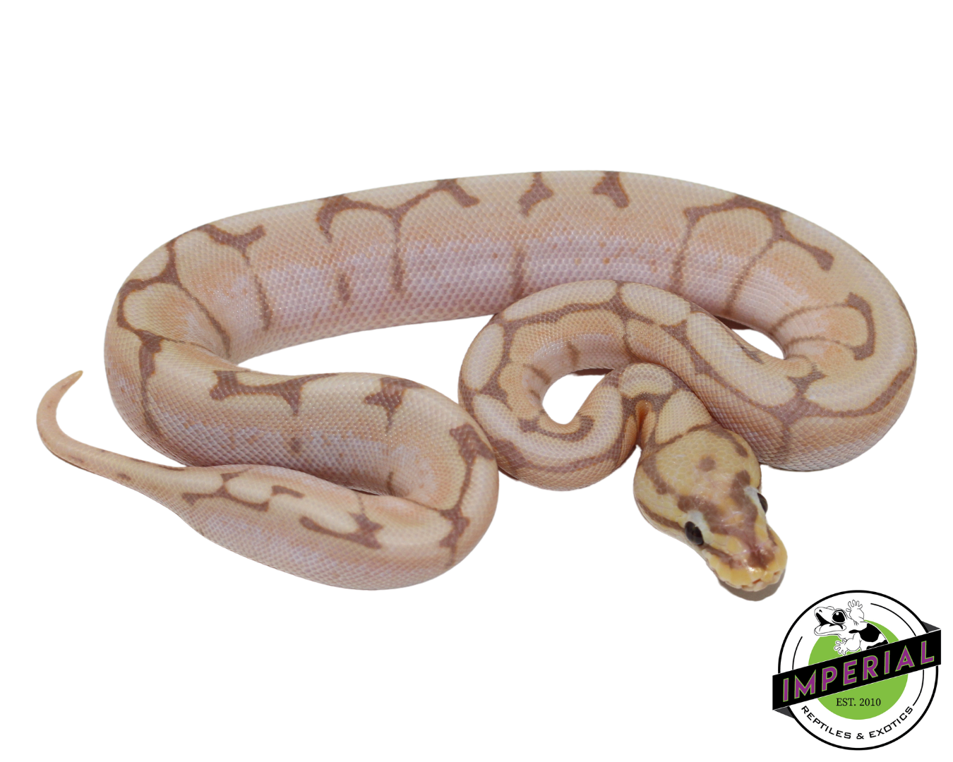 spider banana ball python for sale, reptiles for sale, buy animals online