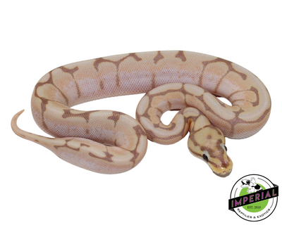 spider banana ball python for sale, reptiles for sale, buy animals online