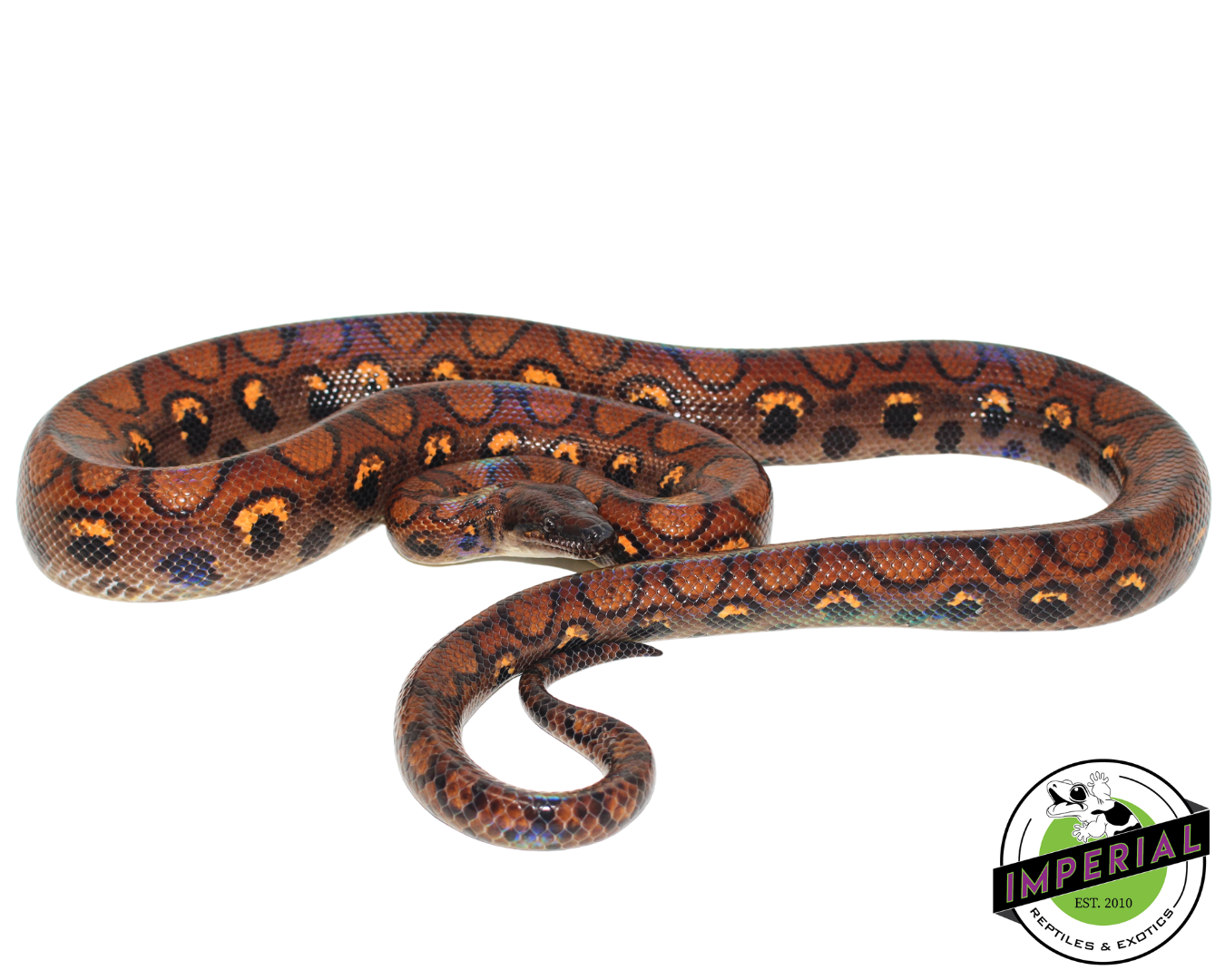 Adult Brazilian Rainbow Boa For Sale - Imperial Reptiles – Imperial 